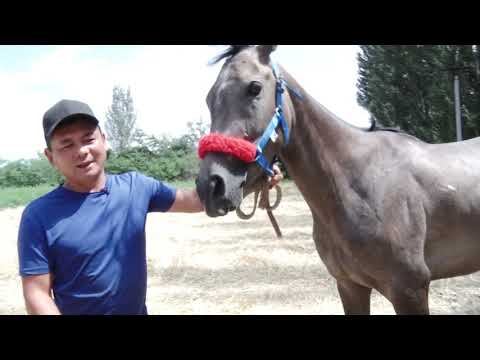 Видео: Жал айылы / күлүк аттар / Аргымак 46-чыгарылыш