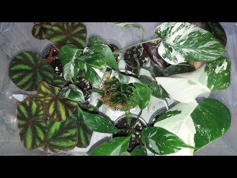 Видео: КОМНАТНЫЕ РАСТЕНИЯ(ЦВЕТЫ).ПРОДОЛЖАЮ РАЗБИРАТЬ ФЛОРАРИУМ.