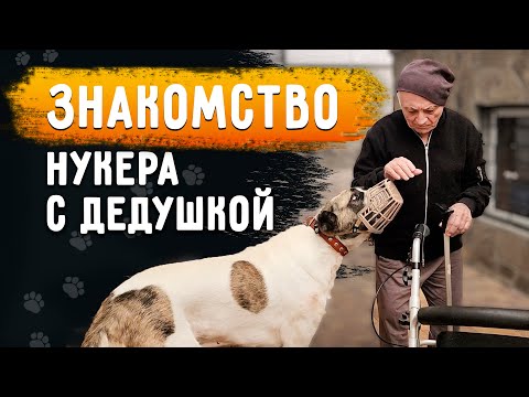 Видео: Нукера завели в дом в наморднике. Знакомство с дедушкой. Груминг. Обрабатываем огромный шов Розы.