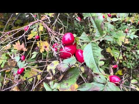 Видео: Всюду темно.. что делать?