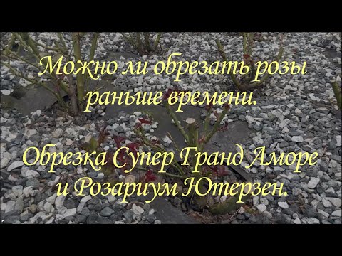 Видео: Можно ли обрезать розы раньше времени. Обрезка Супер Гранд Аморе и Розариум Ютерзен.