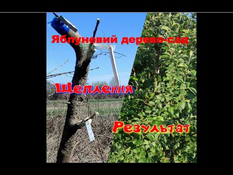 Видео: Дерево-сад з сортів яблук в полі