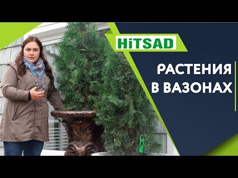 Видео: Как Зимуют Растения в Вазонах ✔️ Простой Способ сохранить растения Зимой