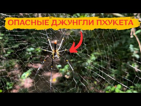 Видео: Непролазные джунгли о. Пхукет| Купание в холодной речке| Вместо пляжей|