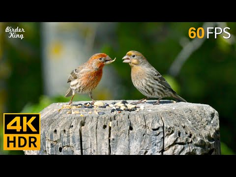 Видео: КОШКА ТВ 😺 Красивые птицы наслаждаются летом 🐦 8 часов 4K HDR 60FPS