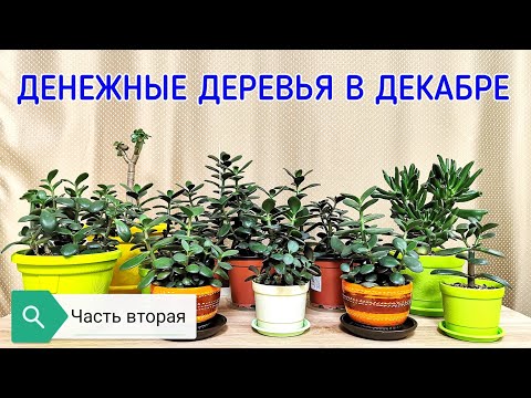 Видео: Денежные деревья в декабре. Часть вторая. Денежное дерево. Толстянка.