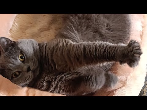 Видео: Кот Лёлик ♥️ в прямом эфире!