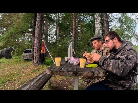 Видео: КОП В КРАСИВОМ МЕСТЕ. МЕДВЕДЬ ИСПОРТИЛ ВСЮ МАЛИНУ