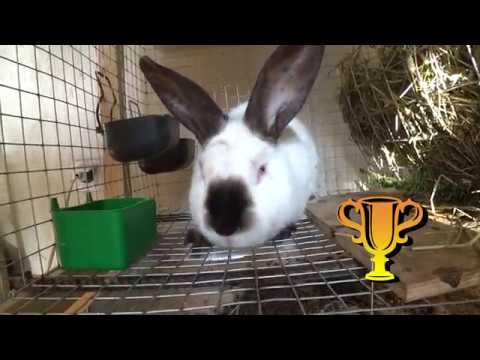 Видео: Кролики из НИИ кролиководства - ПОЛНЫЙ ПРОВАЛ (((