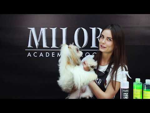 Видео: Как помыть собаку. Груминг ши-тцу