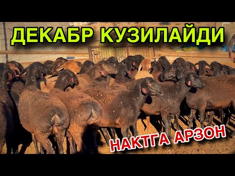 Видео: 50 ТА ТУК БУГОЗ КУЙ СОТИЛАДИ! УТА АРЗОН ВА СИФАТЛИ КУЙЛАР! 