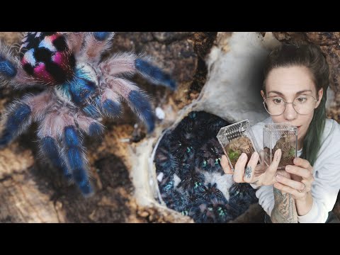 Видео: Ухаживаю за моими новыми тарантулами T SELADONIA!.. Информация о переселении и уходе