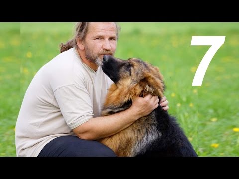 Видео: [Урок 7] Как научить щенка команде СИДЕТЬ