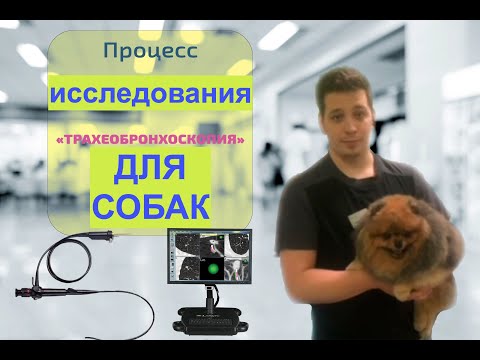 Видео: Трахеобронхоскопия / ветеринарная клиника