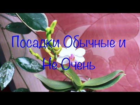 Видео: Посадки Обычные и Не очень😉#алоказиямищольцавар#бульбофиллюм