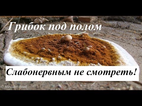 Видео: Деревянный пол в  частном доме. Пол сгнил за год. Внимание ГРИБОК!!!