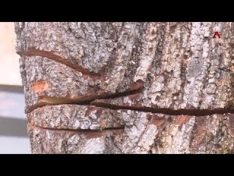 Видео: На исторической поляне «Лыхнашта» осквернен духовный символ нашего народа - ствол Кавказской Липы