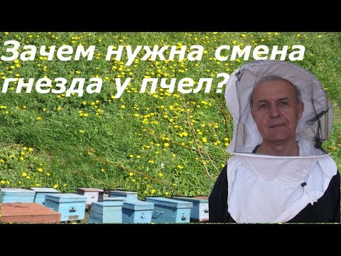 Видео: Зачем нужна смена гнезда у пчел?