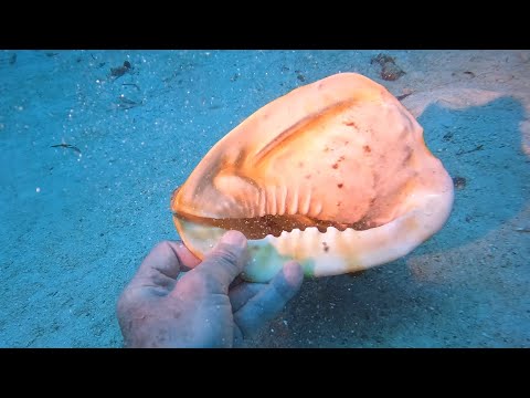 Видео: Молюски Філіппін