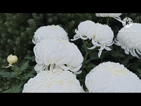 Видео: Белые крупноцветковые горшечные хризантемы