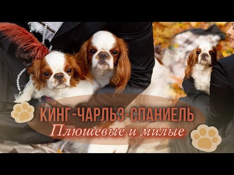 Видео: Кинг чарльз спаниель: все про породу
