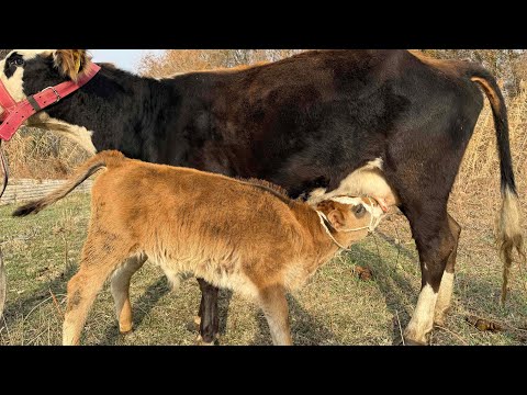 Видео: Музоолуу саан бооз арзан уйлар сатылат 0774018868