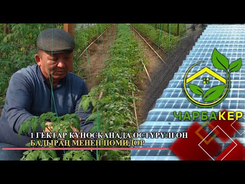Видео: 1 гектар күнөсканада өстүрүлгөн бадыраң менен помидор // ЧАРБАКЕР