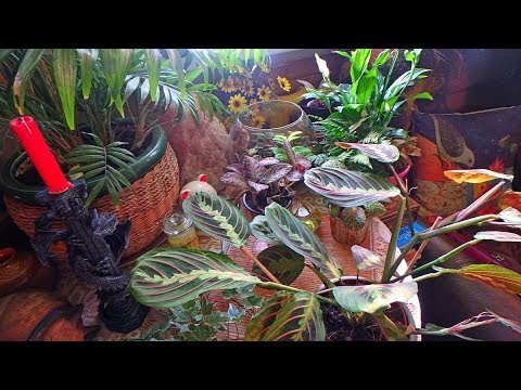 Видео: цветочные новости с моего подоконника