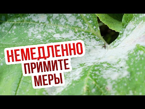 Видео: Мучнистая роса на огурцах. Меры борьбы с мучнистой росой на огурцах