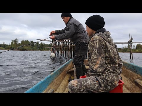 Видео: Ловля сетью в Финляндии. Verkkokalastus Suomessa.