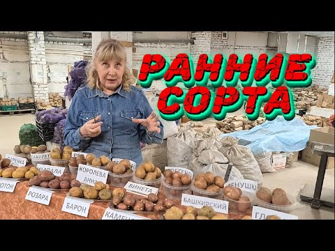 Видео: РАННИЕ СОРТА КАРТОФЕЛЯ ИЛИ КАК ПОЛУЧИТЬ РАННИИЙ УРОЖАЙ