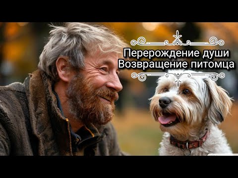 Видео: Перерождение. Возвращение домашних питомцев после смерти. Факторы помогающие этому.