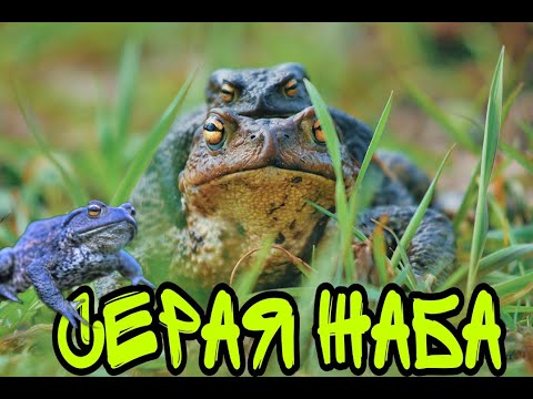 Видео: СЕРАЯ ЖАБА! ВРЕДЯТ ЛИ ЖАБЫ ЛЮДЯМ? #жаба, #жабка, #жабы