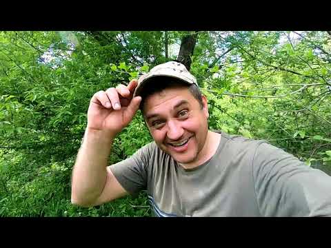 Видео: ОХОТА НА ПЛЕМЕННЫЕ РОИ НАЧАЛАСЬ:) КАК ПОЙМАТЬ РОЙ/ СТАВЛЮ ЛОВУШКИ И РОЕЛОВКИ/СПАСАЕМ УЛЕТЕВШИХ ПЧЁЛ!