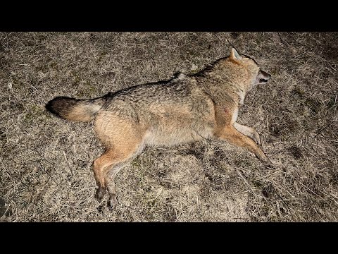 Видео: 16. Охота на шакала в Волгоградской области продолжается. Прицел Iray Saim SCT 35 v.2