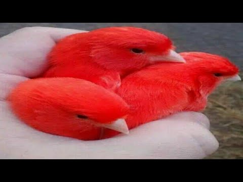 Видео: кокон канарейка куш бозори // qoqon kanareyka qush bozori