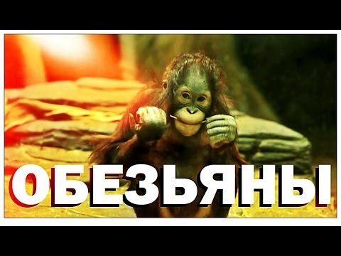 Видео: Галилео. Зоопарк. Обезьяны