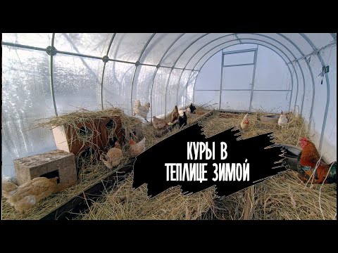 Видео: Куры в теплице зимой