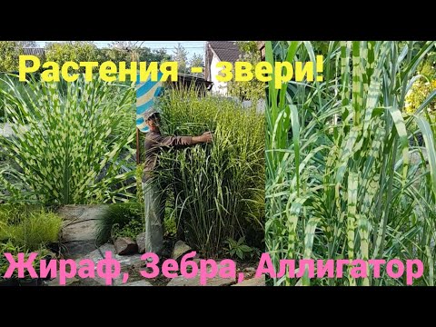 Видео: Самые крутые мискантусы в одном видео!