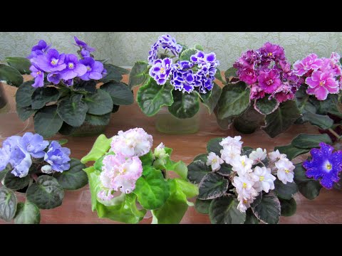 Видео: ФИАЛКИ/ ЦВЕТУЩАЯ ПОЛКА СТЕЛЛАЖА