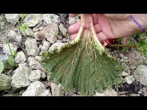 Видео: қисми 2 ЧКри чини Сагро Об бурд ана ин САЙРУГАШТИ баҳории мо