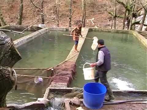 Видео: Рыбная ферма в Алании. Разведение форели.