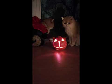 Видео: Идол Злат  Цепешь