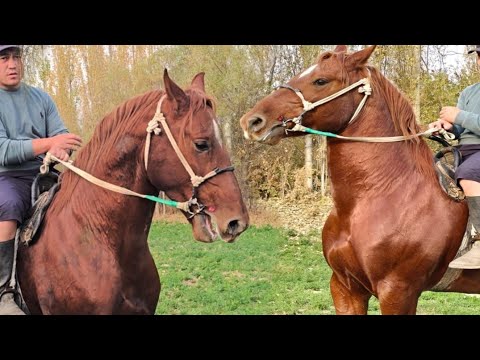 Видео: Улукмырзадан Мурас✊️