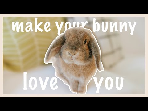 Видео: Как наладить связь с кроликом