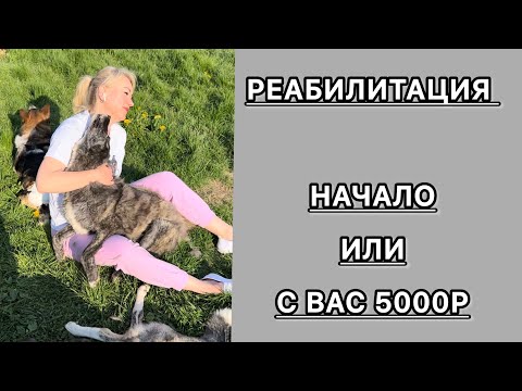 Видео: Первые упражнения, с чего начинать. #реабилитация #приют #животные #собака