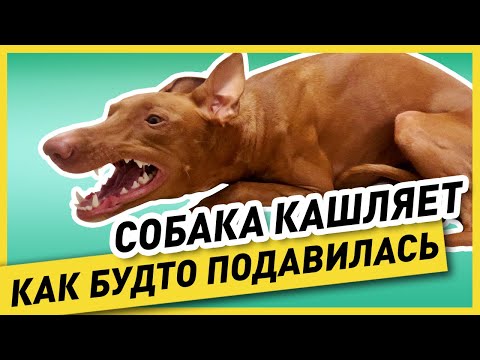 Видео: ПИТОМНИКОВЫЙ КАШЕЛЬ У СОБАКИ (как выглядит, причина и лечение) – моя собака «простудилась» и кашляет