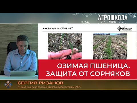 Видео: Сорняки в озимой пшенице. Проблемы и решения | Агрошкола Сергия Ризанова