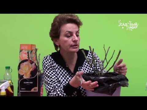 Видео: Как сохранить розы до посадки