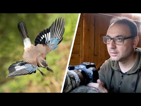 Видео: Фотография птиц в полёте — как фотографировать соек в полёте (Canon R6)